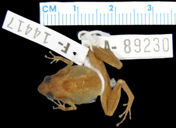 Media type: image; Herpetology A-89230